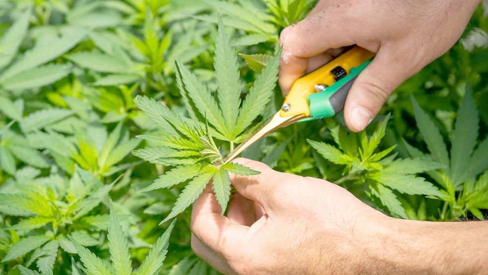 Die Legalisierung von Cannabis hat auch negative Folgen für Cannabis-Farmer. Foto: Unsplash/CRYSTALWEED cannabis