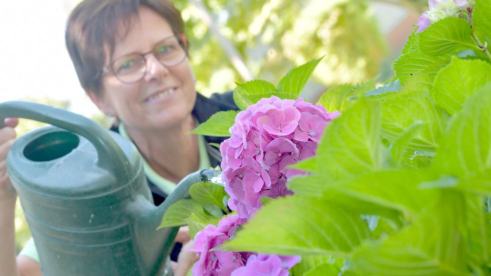 Gärtnerin Adele von Höveling-Wilts gießt Hortensien im Gartenpark Wiesmoor. Foto: Ortgies.
