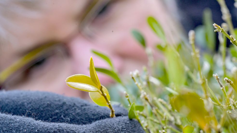 Was fehlt denn meiner Hecke? Freizeitgärtner können nicht alles wissen, aber Fragen stellen. Foto: Ortgies/Archiv