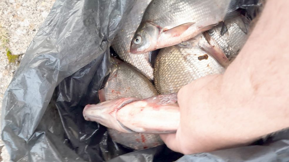 Tierquälerei am vergangenen Sonntag im Leeraner Hafen: Bei einem Fischwilderer wurden Brassen festgestellt, die nicht per Herzstich getötet worden waren, wie der ASV Leer berichtet. Foto: privat
