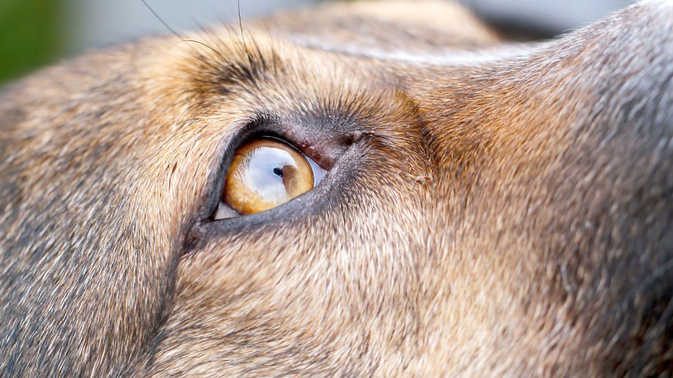 In dem angeblichen Fall von Tierquälerei in Emden geht es um einen ähnlichen Mischlingshund wie diesen. Symbolfoto: W. Hoppe/DPA