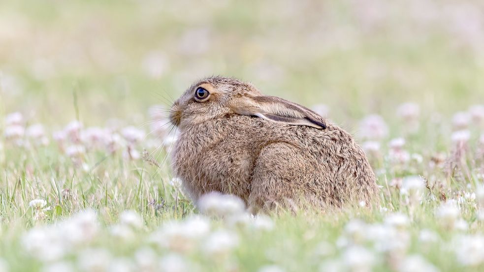 Die sogenannte Hasenpest ist für die Langohren meist tödlich. Foto: Pixabay