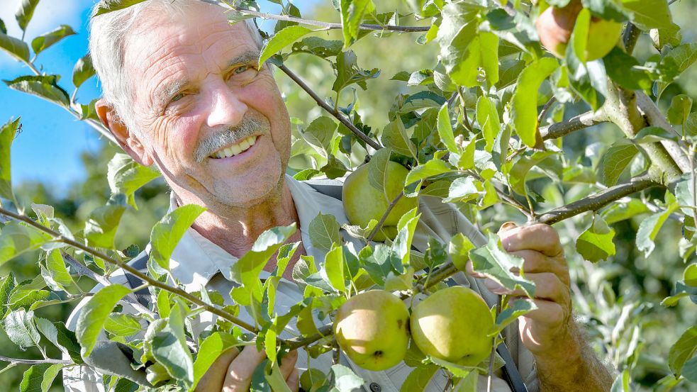 Erich Fokken veredelt seine Apfelbäume selbst. Fotos: Ortgies