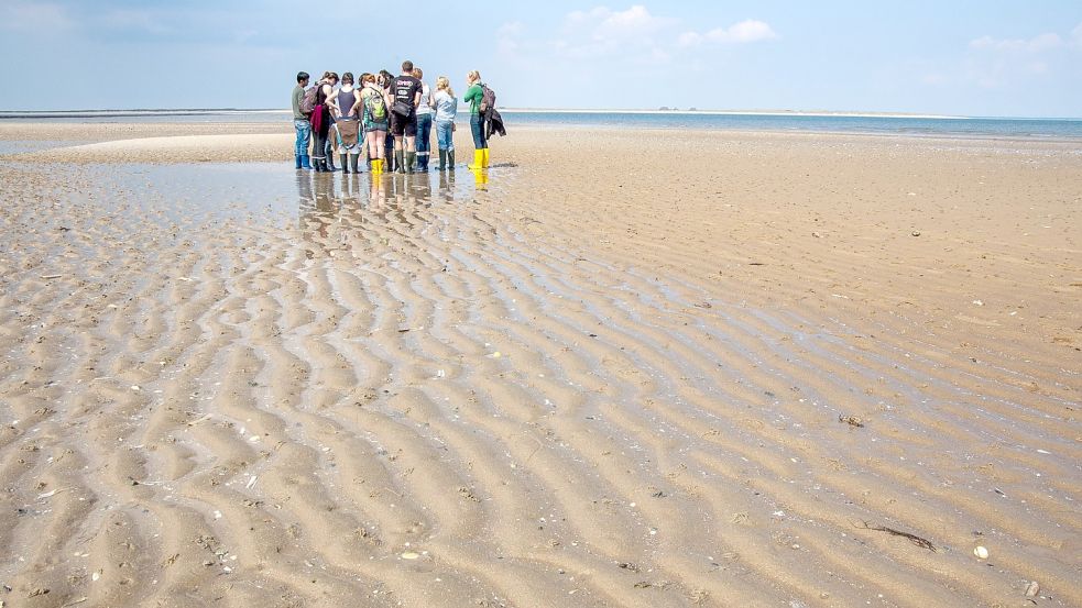 Eine geführte Wattwanderung. Foto: Hofmeister/NLPV