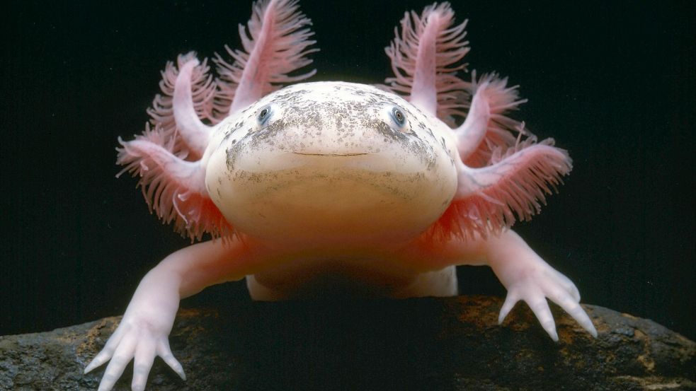 Der Axolotl hat Superfähigkeiten. Foto: imago-images/Zuma Wire