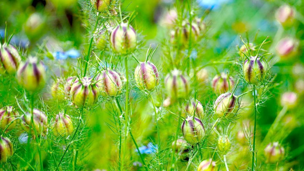 Die Samenhüllen der Jungfer im Grünen (Nigella) sind hübsch. Daraus rieseln später tausende Samen. Foto: pixabay
