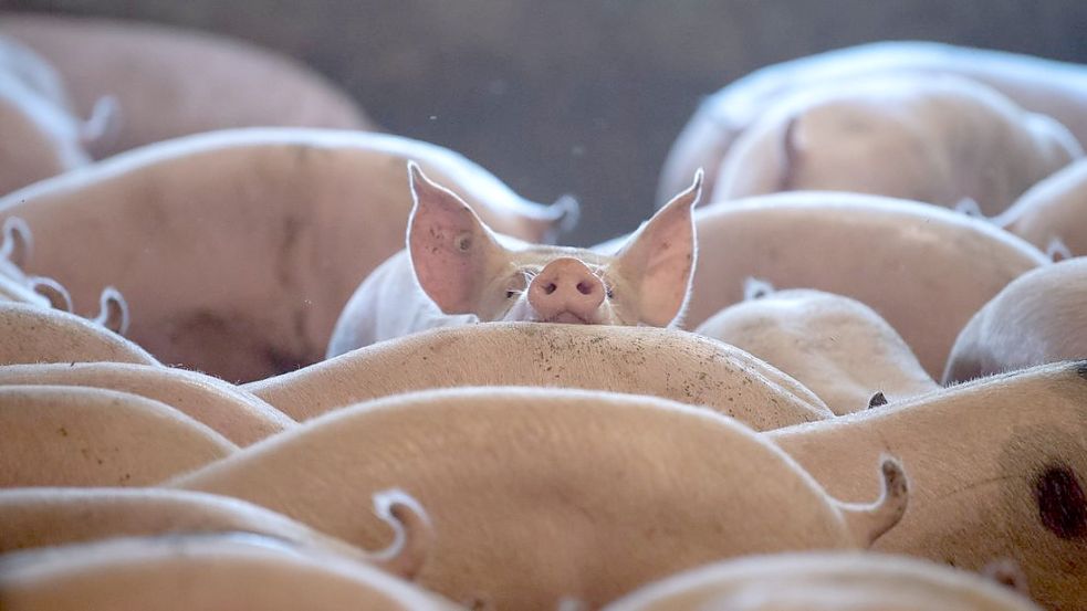 Wie hat das Schwein gelebt? Das soll das Haltungskennzeichen künftig auf der Fleischverpackung verdeutlichen. Doch die Wirtschaft übt Kritik am Plan von Cem Özdemir. Foto: Sina Schuldt/dpa