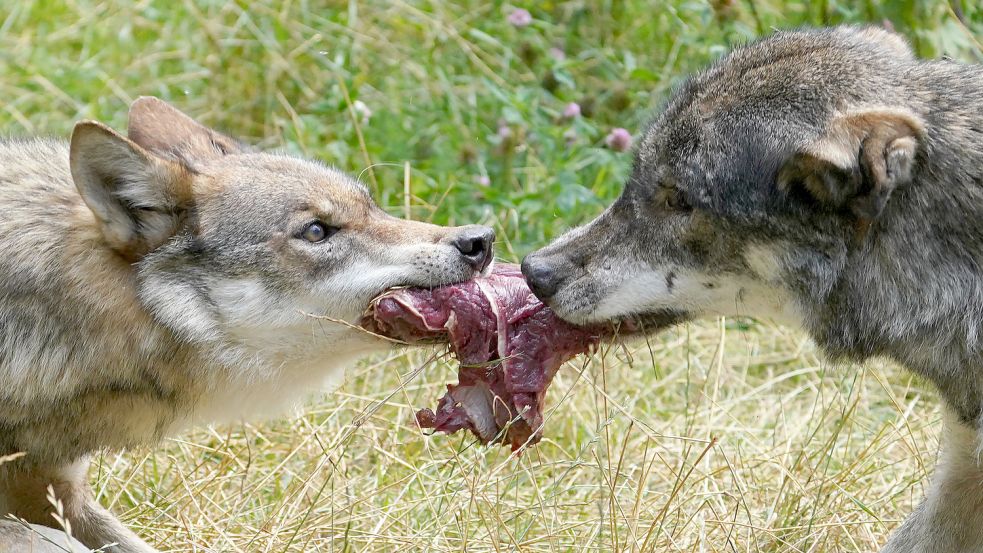 Zwei Wölfe reißen sich um ein Stück Fleisch während der Fütterung im Wildpark Eekholt. Foto: Marcus Brandt/dpa