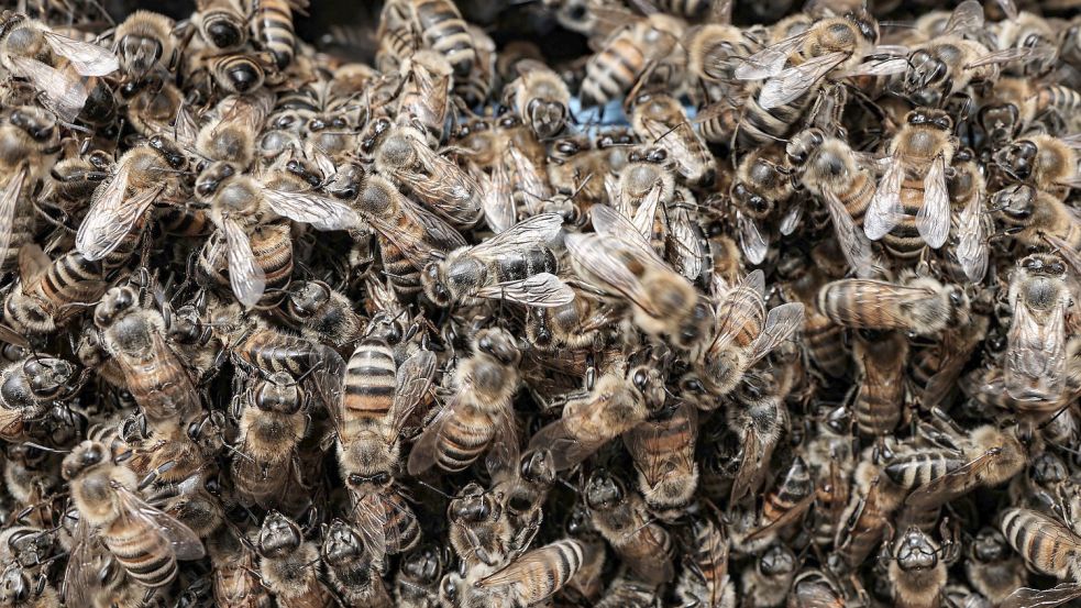Bernard Mandeville nutzte einen Bienenstock als Metapher seiner zeitgenössischen Gesellschaft. Symbolfoto: Alkharboutli/DPA