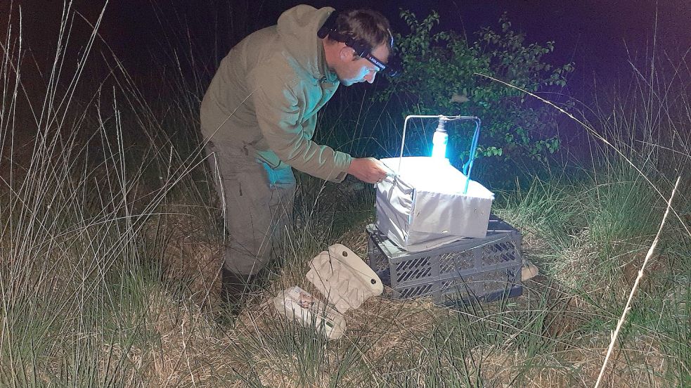 Sven Goldenstein, ehrenamtlicher Insektenkundler, bei einer nächtlichen Aktion im Moor. Bild: Steven