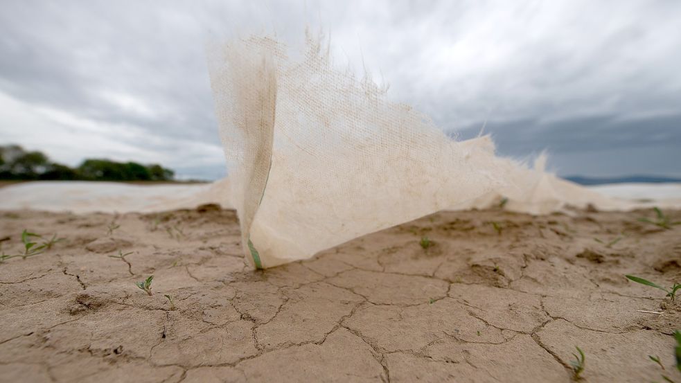 Eine Abdeckung weht über ein trockenes Feld, während am Himmel dunkle Regenwolken stehen. Die Aufnahme stammt aus Hessen, aber auch in Ostfriesland sind viele Böden ausgedörrt und können plötzliche Regenmengen so schnell nicht aufnehmen. Foto: Sebastian Gollnow/DPA