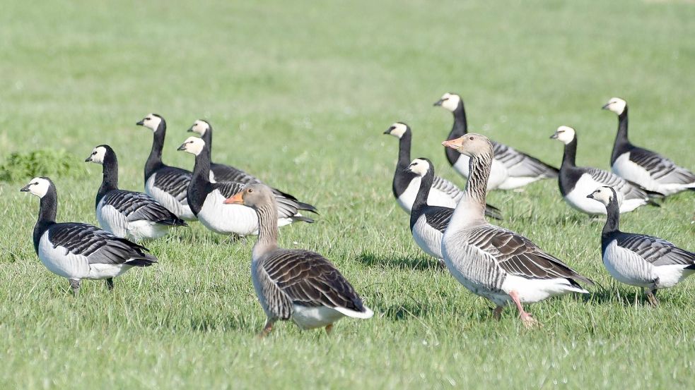 Das Rheiderland wird von vielen Gänsen angeflogen. Foto: Voß