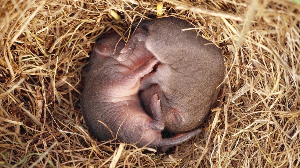 Forschern aus Großbritannien ist es gelungen, einen synthetischen Mäuseembryo zu züchten. Foto: Imago-Images/Design Pics