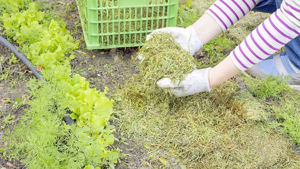 Grasschnitt kann im Gemüsebeet als Mulch ausgebracht werden. Das schützt den Boden. Foto: Smole/stock.adobe.com