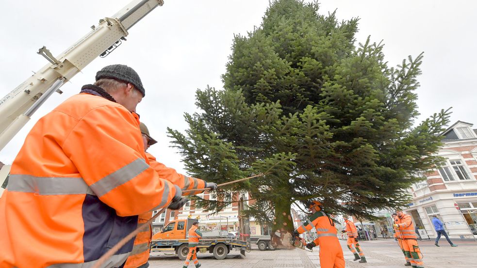 Die Stadt Aurich sucht eine imposante Tanne als Aushängeschild für den Weihnachtszauber – ähnlich derjenigen auf dem Foto vom Aufbau 2018. Foto: Archiv/Ortgies