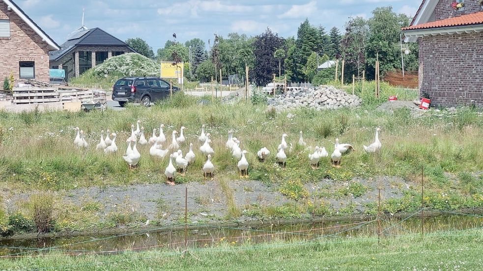 Eine große Gänse-Gruppe marschiert durch das Baugebiet „Zum Bind“: Foto: Archiv/Privat