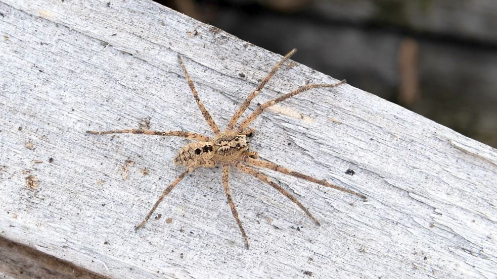 Kräuseljagdspinne mit markanter Rückenzeichnung: die Nosferatu-Spinne. Foto: Robert Pfeifle/Nabu