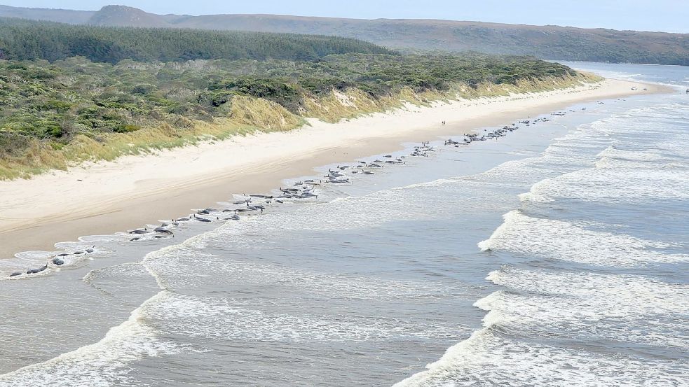 Vor der Küste Tasmaniens sind mehr als 200 Wale gestrandet. Foto: Department of Resources and Environment Tasmania