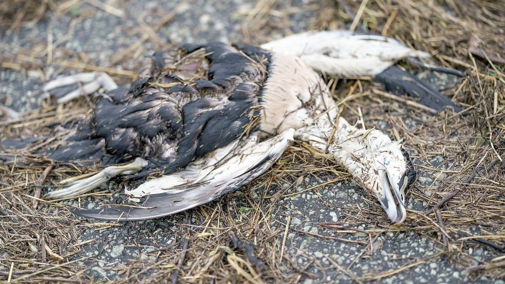 Im Landkreis Wittmund ist die Vogelgrippe ausgebrochen. Symbolfoto: Axel Heimken/dpa