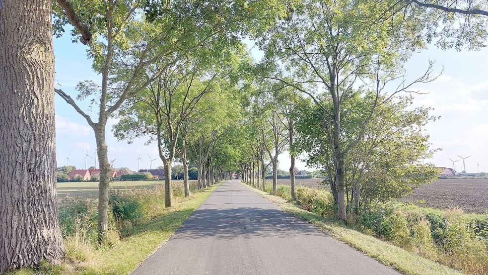 Von der Larrelter Straße aus führt eine Allee schnurstracks ins Dorf Logumer Vorwerk. Fotos: Hanssen