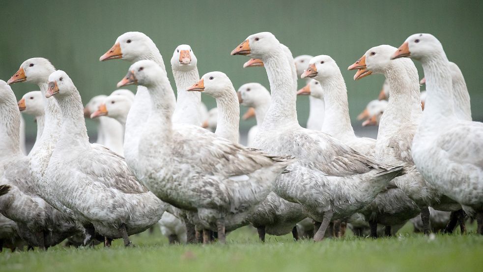 Eine Schar herrenloser Gänse sorgt seit Jahren in Petkum für Probleme. Symbolfoto: C. Charisius/dpa