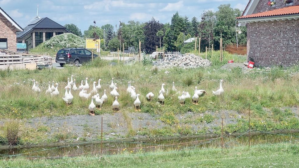 Eine große Gänse-Gruppe marschiert durch das Baugebiet „Zum Bind“: Foto: Privat/Archiv