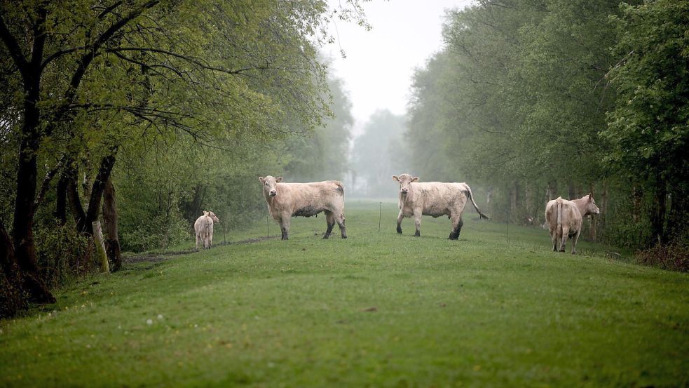 Mehr als zwei Drittel der Moorböden werden landwirtschaftlich genutzt. Foto: Archiv/Cordsen