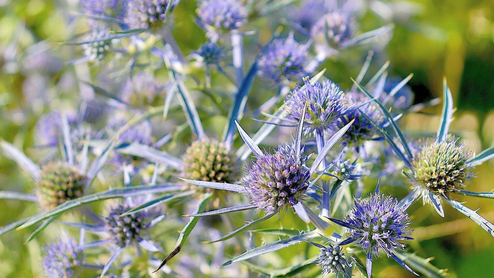 Sehr filigran sind die Blüten des Alpmannstreu (Eryngium planum). Foto: Pixabay