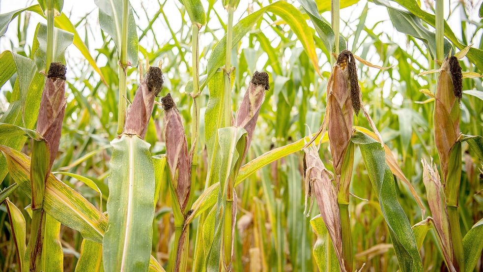 Die Trockenheit in diesem Sommer setzt der Maisernte in vielen Teilen Niedersachsens zu. In der Krummhörn sieht das anders aus. Foto: Sina Schuldt/dpa