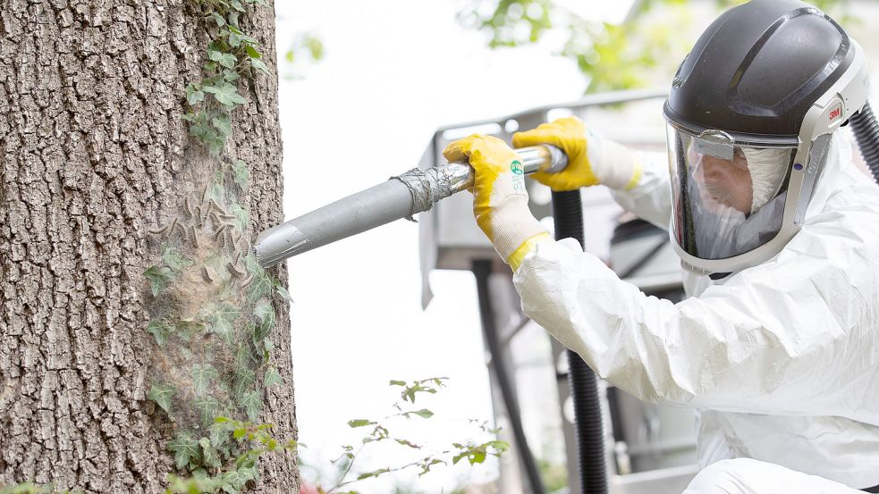 Ein Mitarbeiter einer Schädlingsbekämpfungsfirma saugt Eichenprozessionsspinner vom Stamm einer Eiche ab. Die Haare der Raupe sind giftig. Foto: Gentsch/DPA