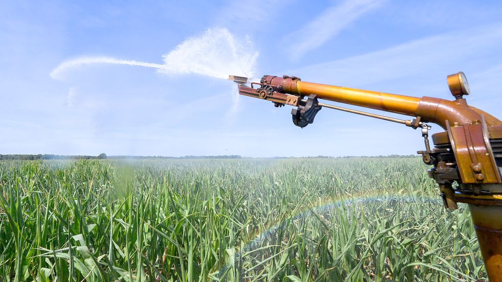 Ein Maisfeld im Landkreis Peine wird bewässert. Gerade im Osten Niedersachsens wird hierfür angesichts der zuletzt trockenen Sommer einiges an Grundwasser benötigt. Foto: Stratenschulte/DPA