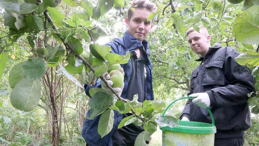 Kilian Müller (von links) und Keno Mammenga beim Apfelpflücken. Die Ernte soll Kitas in der Gemeinde Hinte zugute kommen. Foto: Hock