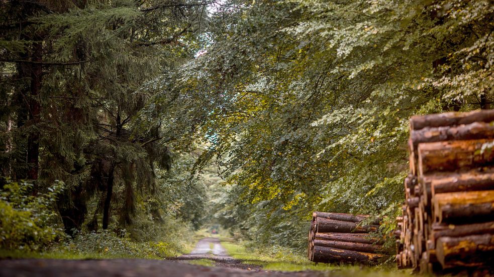 Irgendwo in den Tiefen des Plaggenburger Waldes wurden die Einsatzfahrzeuge, offenbar zum Teil deutlich beschädigt, gefunden. Wo genau, dazu schweigt die Polizei.