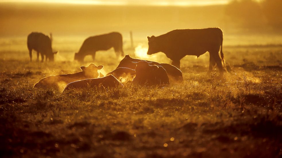 Rinder auf einer Weide: Bei der Verdauung entsteht viel Methan, das schlecht fürs Klima ist. Futterzusätze können dabei helfen, die Klimabilanz zu verbessern. Foto: Thomas Warnack/dpa