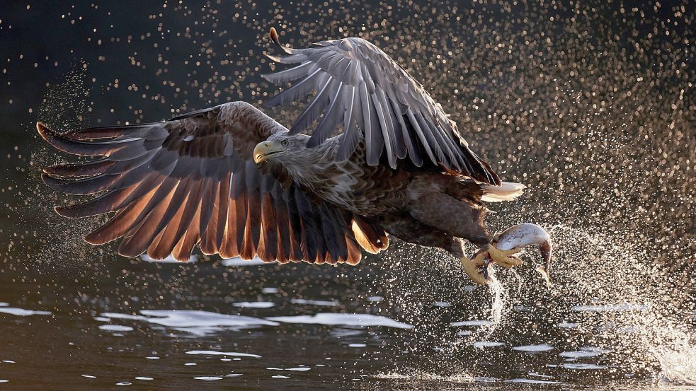 Mit diesem Bild wurde Markus Varesvuo Naturfotograf des Jahres 2020. Foto: Varesvuo