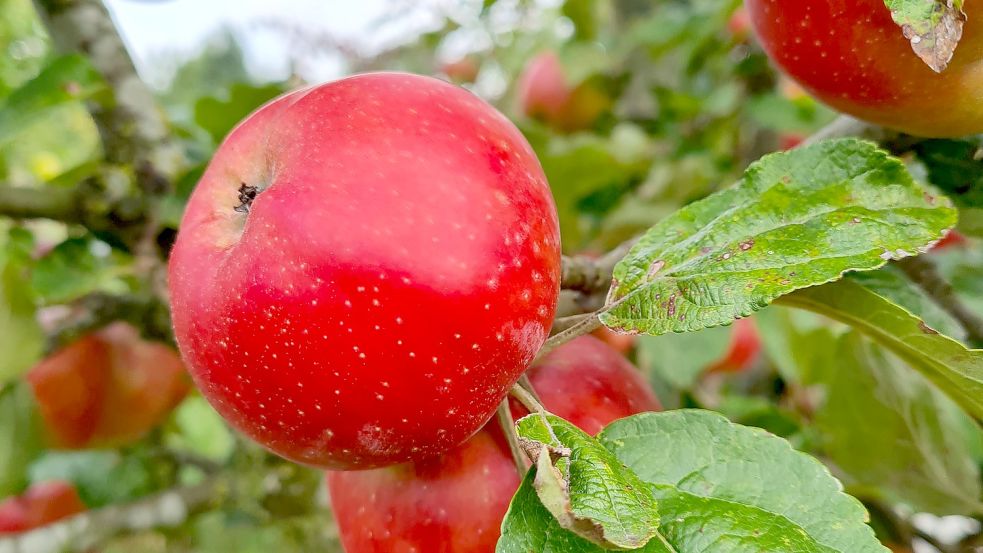 Dieser Apfel nennt sich Danziger Kant. Foto: Cordes