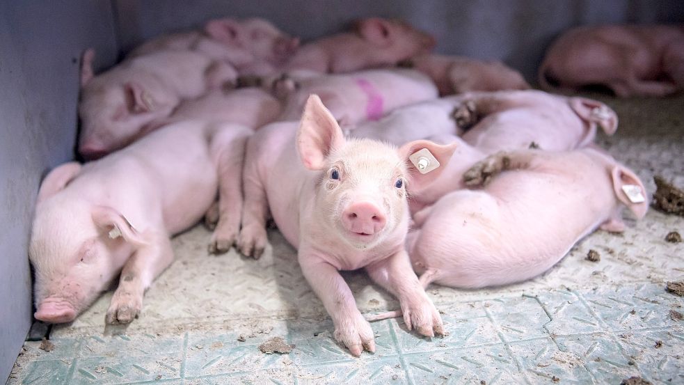 Nach dem Ausbruch der Afrikanischen Schweinepest in Niedersachsen zeigt sich: Die jahrelangen Vorbereitungen auf den Ernstfall waren unzureichend. Foto: dpa/ Sina Schuldt