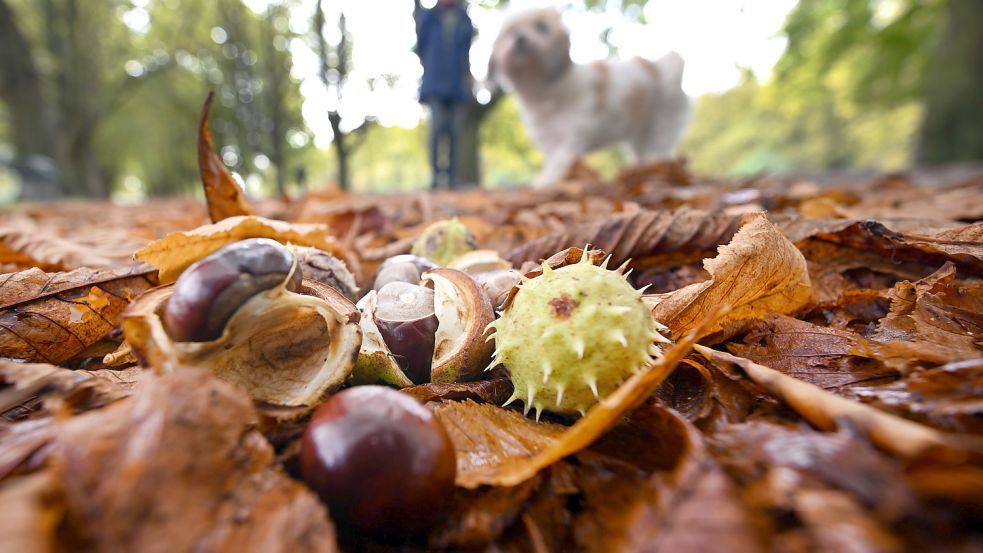 Der Herbst hat im September Einzug in Ostfriesland gehalten. Foto: F. Gambarini/dpa