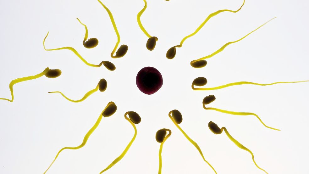 Die Befruchtung der Eizelle durch männliche Samenzellen, hier von Sojabohnen nachgestellt, gilt es bei der Empfängnisverhütung zu verhindern. Dafür gibt es verschiedene wirksame Methoden. Foto: Pixabay