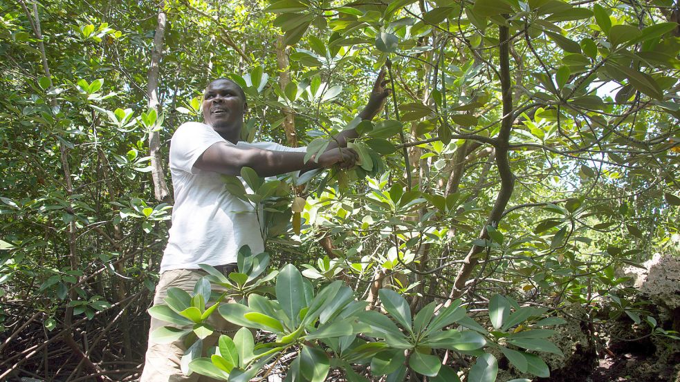 Mangrovenwälder gelten als Wunderwaffe gegen den Klimwandel. Heute ist der Internationale Tag zur Verhinderung von Naturkatastrophen. Foto: Gioia Forster/dpa