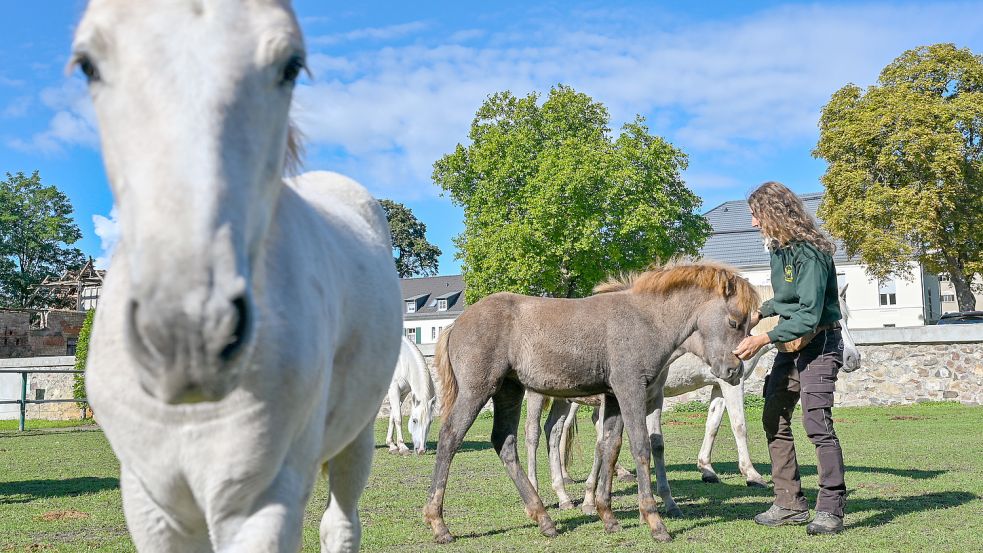 Für Pferde in Ostfriesland kann eine Infektion mit dem Herpesvirus tödlich verlaufen. Symbolfoto: Patrick Pleul/dpa