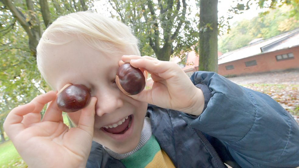 Mit Kastanien lässt sich einiges anstellen: Der fünf Jahre alte Levi hat auf dem Emder Wall seinen Spaß mit den braunen glänzenden Früchten. Foto: Ortgies