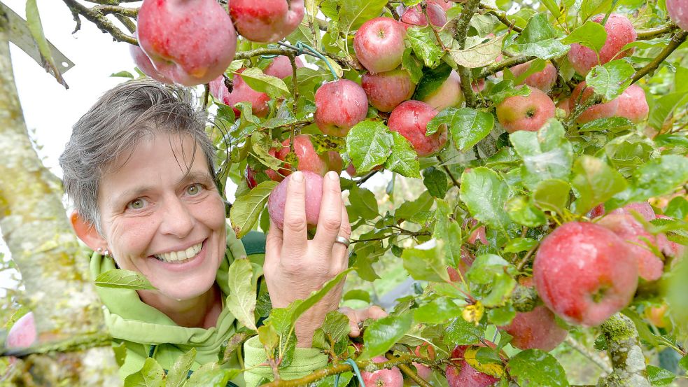 Die späten Sorten hängen noch prall an den Apfelbäumen im Ökowerk, wie Gärtnerin Heidi Schwarze zeigt. Damit die Vielfalt erhalten bleibt, wird jetzt die Bewässerung neu gedacht. Foto: Ortgies