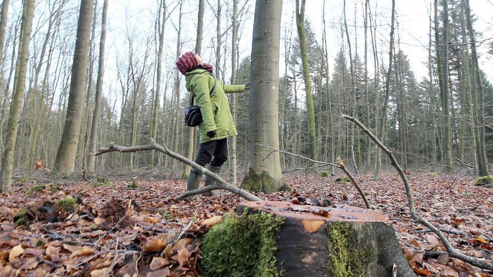 Wenn im Herbst die Blätter abfallen und die Bäume das Wachstum einstellen, bildet sich im Wald viel neues Grundwasser. Foto: Böning