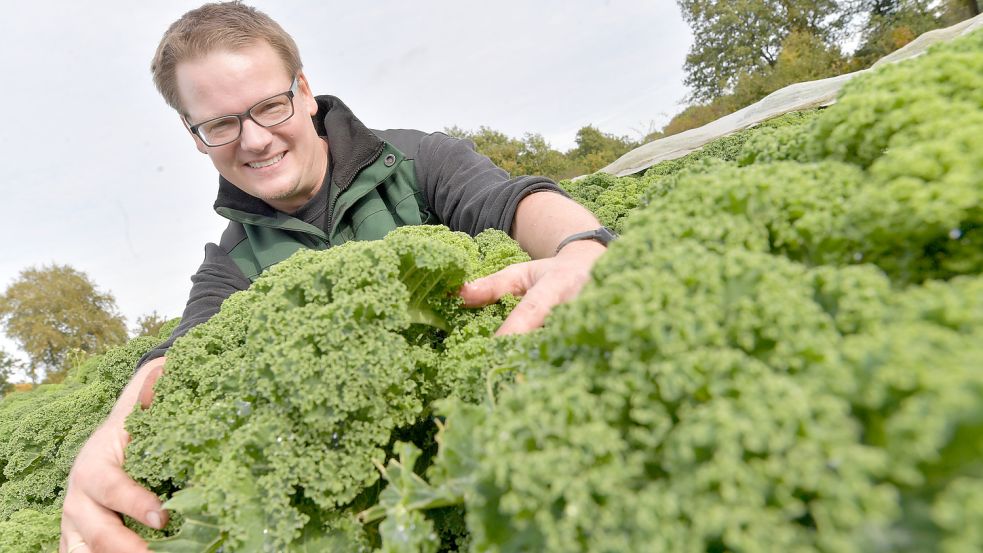 Der Grünkohl steht kurz vor der Ernte. Auf dem Biolandhof Freese wartet Heiko Freese traditionell, bis die Temperaturen unter fünf Grad fallen. Foto: Ortgies