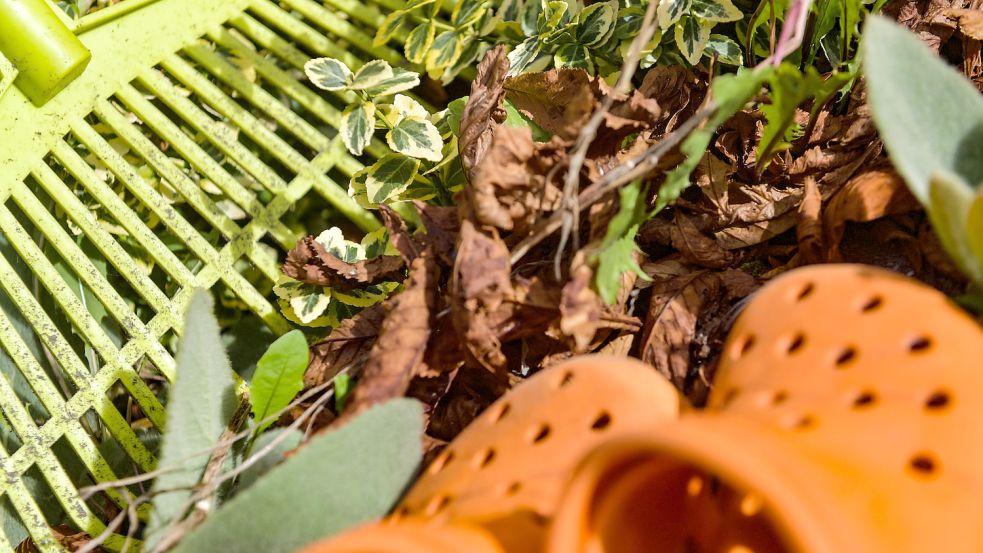 Mit dem Laubrechen kann man die heruntergefallenen Blätter ruhig in Beete harken. Dort bilden sie eine warme Isolierung für den Winter. Foto: Ortgies
