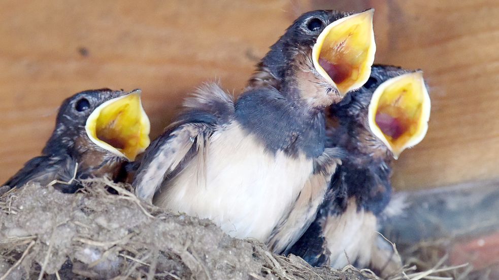 Nach Futter verlangen drei junge Schwalben, die unter einem Dachvorsprung groß gezogen werden. Das Nahrungsangebot für die Vögel wird kleiner. Archivfoto: Rainer Jensen/dpa