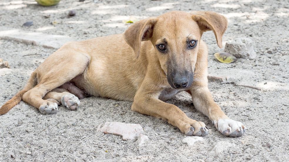 Ein junger Straßenhund schaut traurig in die Kamera. Hunde-Elend ist in vielen Ländern wie beispielsweise Rumänien alltäglich. Symbolfoto: Pixabay