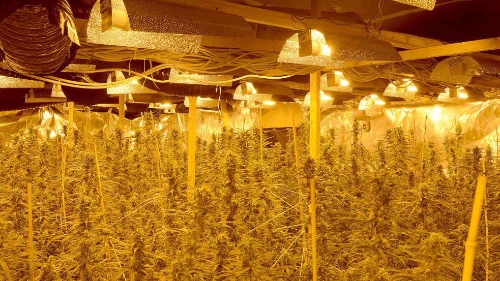 In Wiesmoor entdeckte die Polizei im Mai durch Zufall eine illegale Cannabisplantage. Foto: Archiv/Polizei