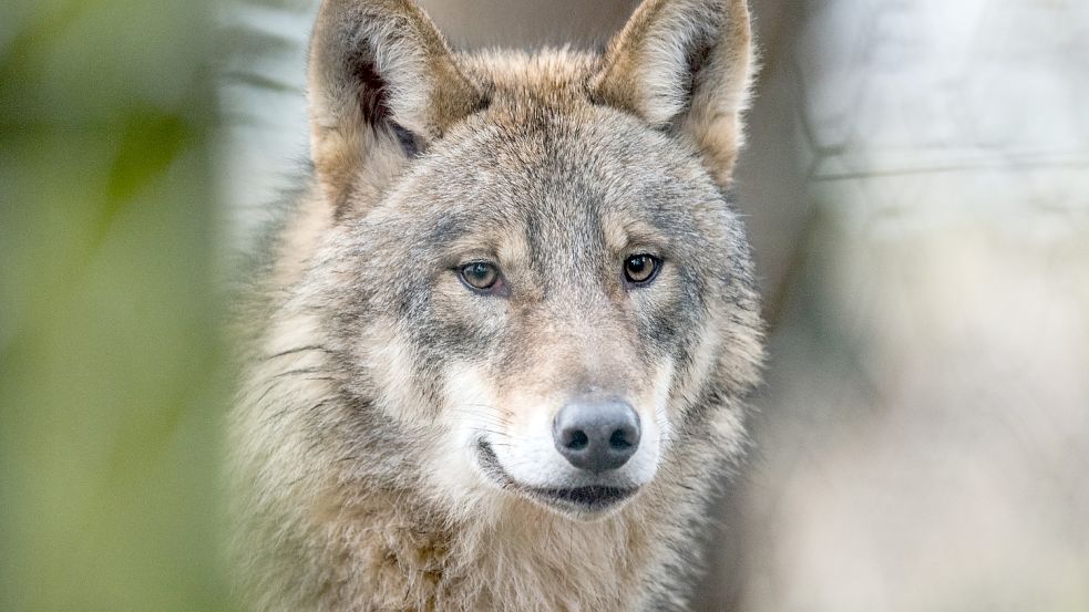 Ein Wolf, aufgenommen in einem Gehege des Biotopwildparks Anholter Schweiz in Isselburg (Nordrhein-Westfalen). Foto: Thissen/dpa